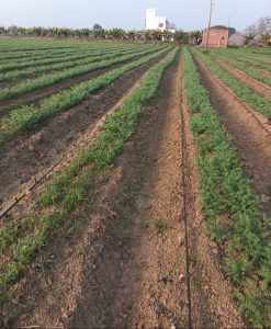 खेती में नवाचार